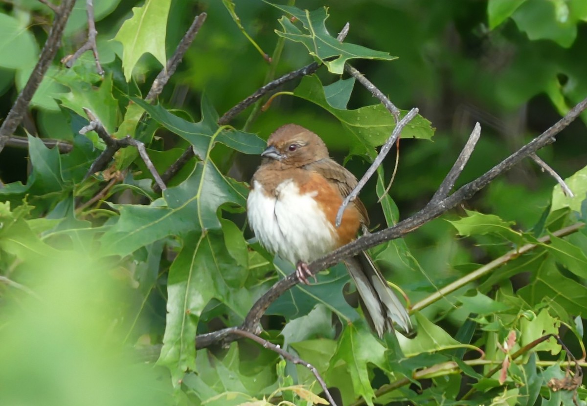 Eastern Towhee - ML620769601