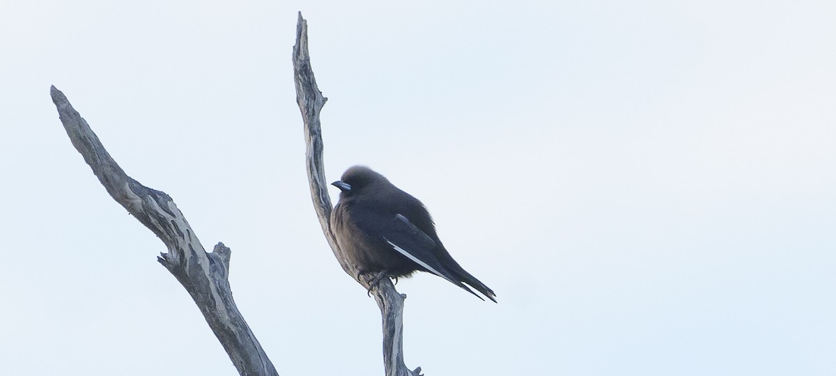 Dusky Woodswallow - ML620769611