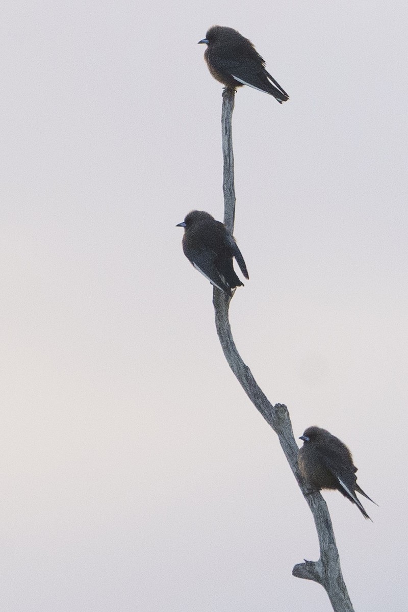 Dusky Woodswallow - ML620769612