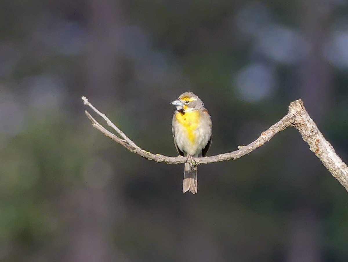 Dickcissel - ML620769617