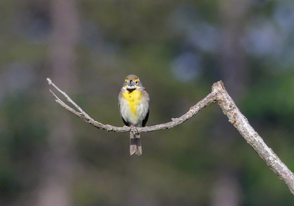 Dickcissel - ML620769618