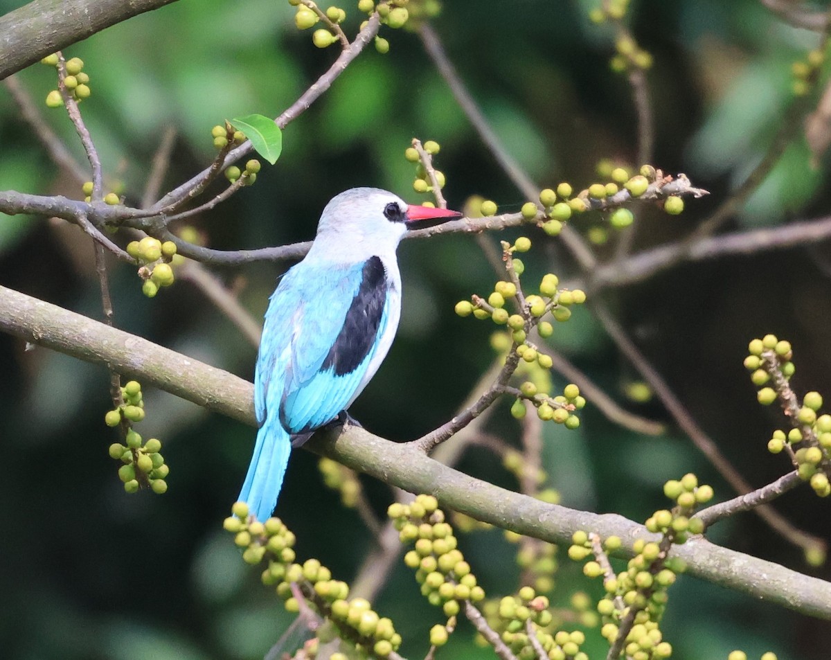 Woodland Kingfisher - ML620769620