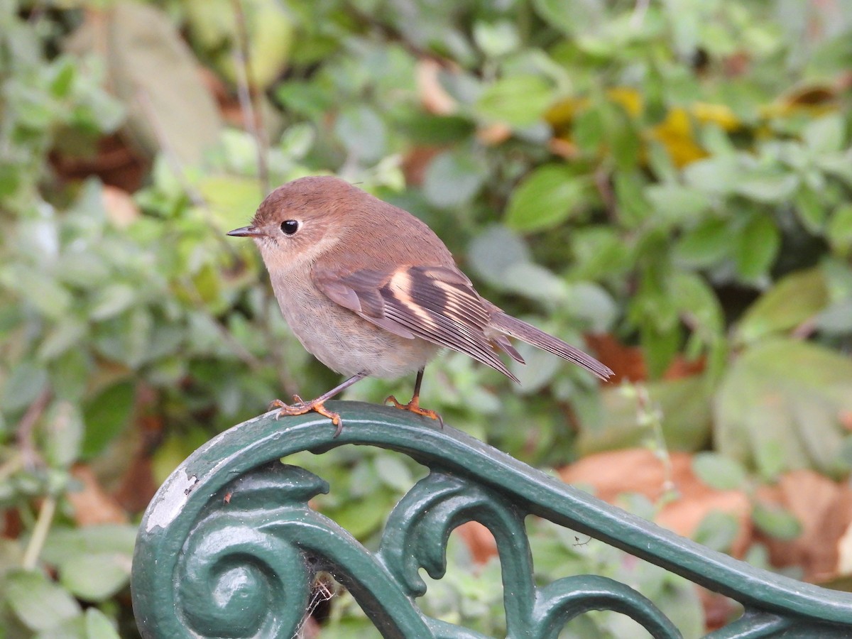 Pink Robin - ML620769622