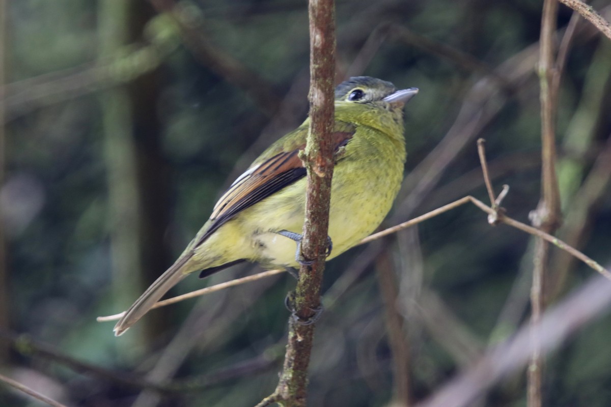 Barred Becard - ML620769625