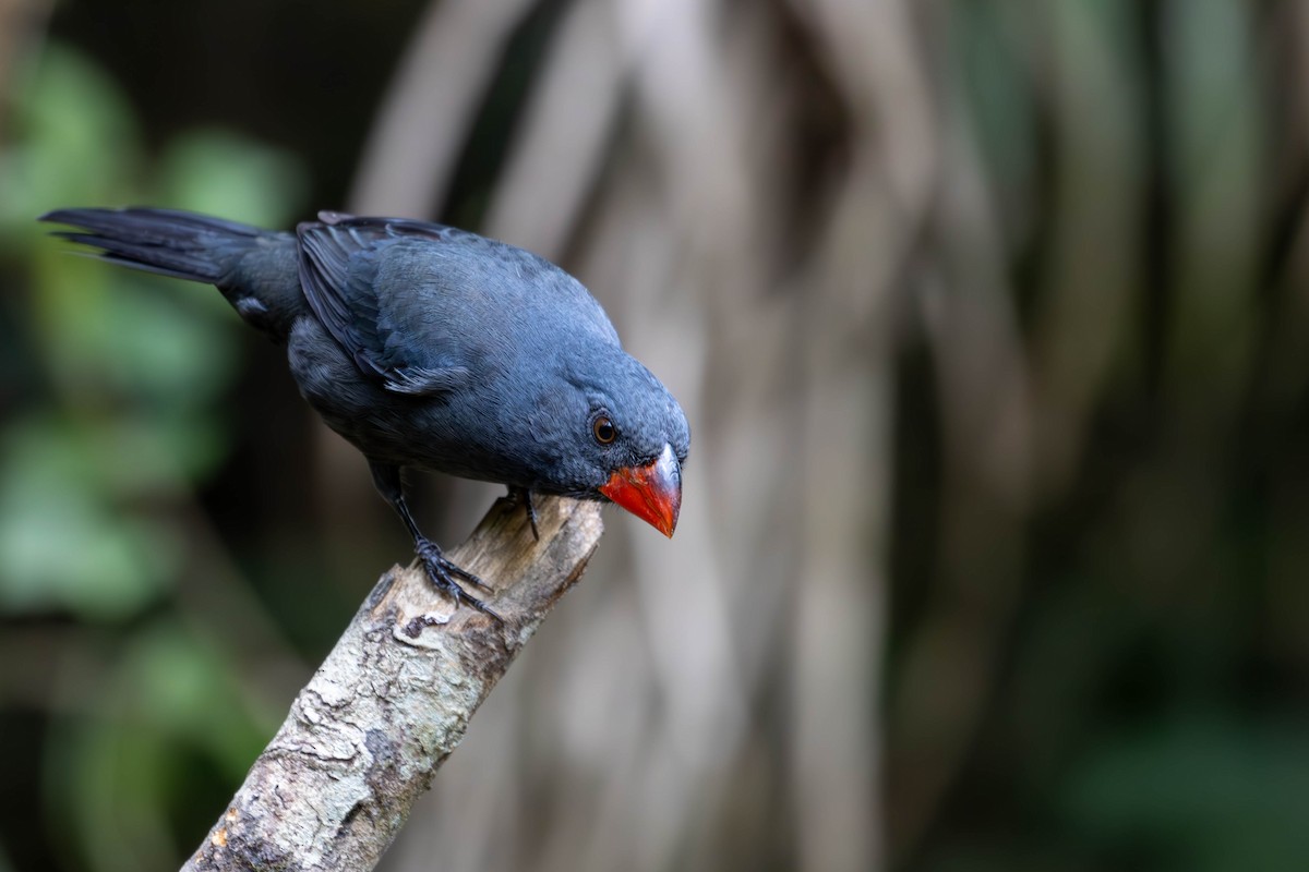 Black-throated Grosbeak - ML620769626