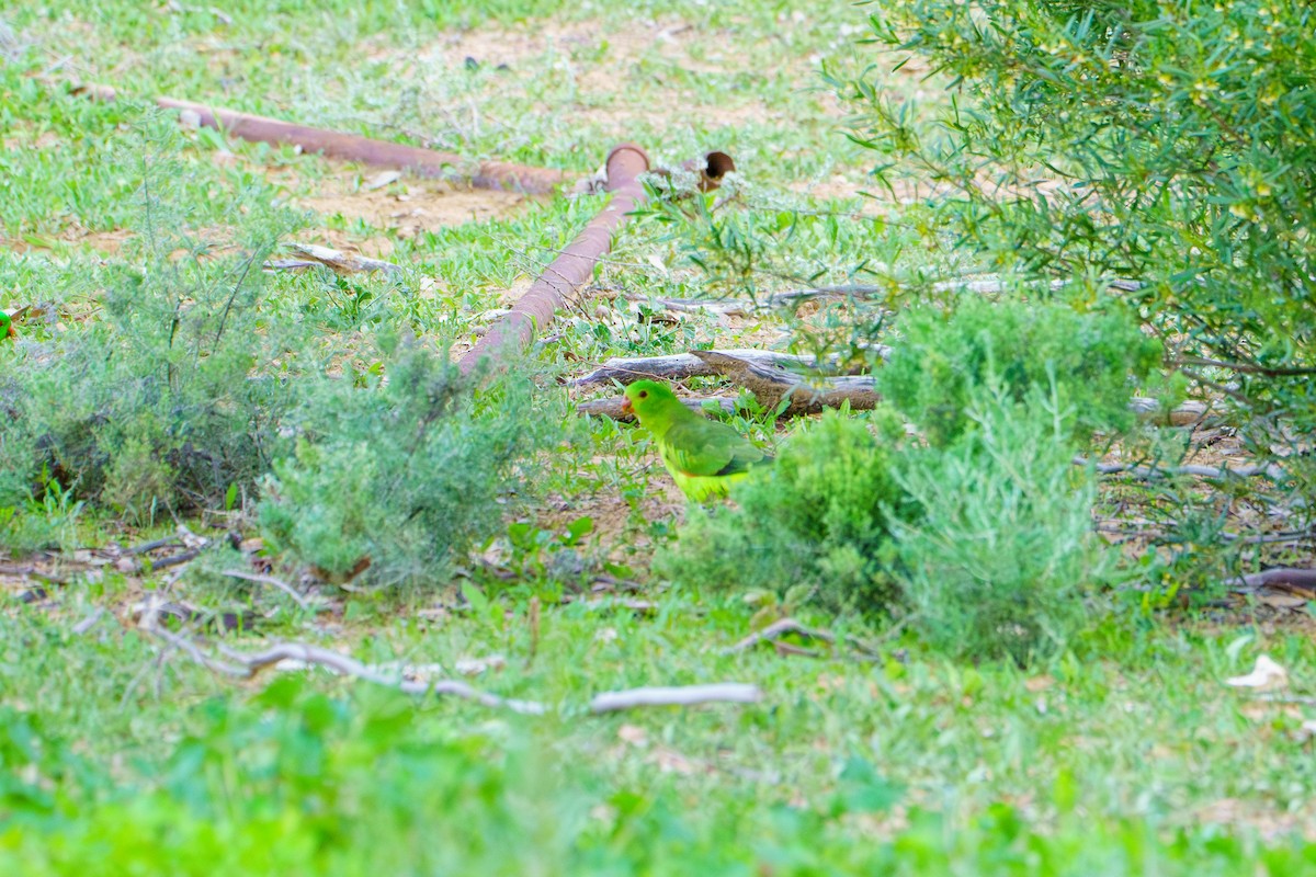 Red-winged Parrot - James Churches