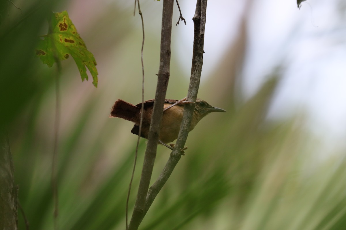 Carolina Wren - ML620769628