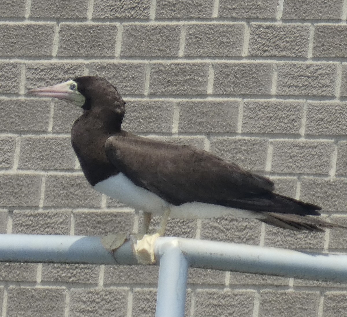 Brown Booby - ML620769629