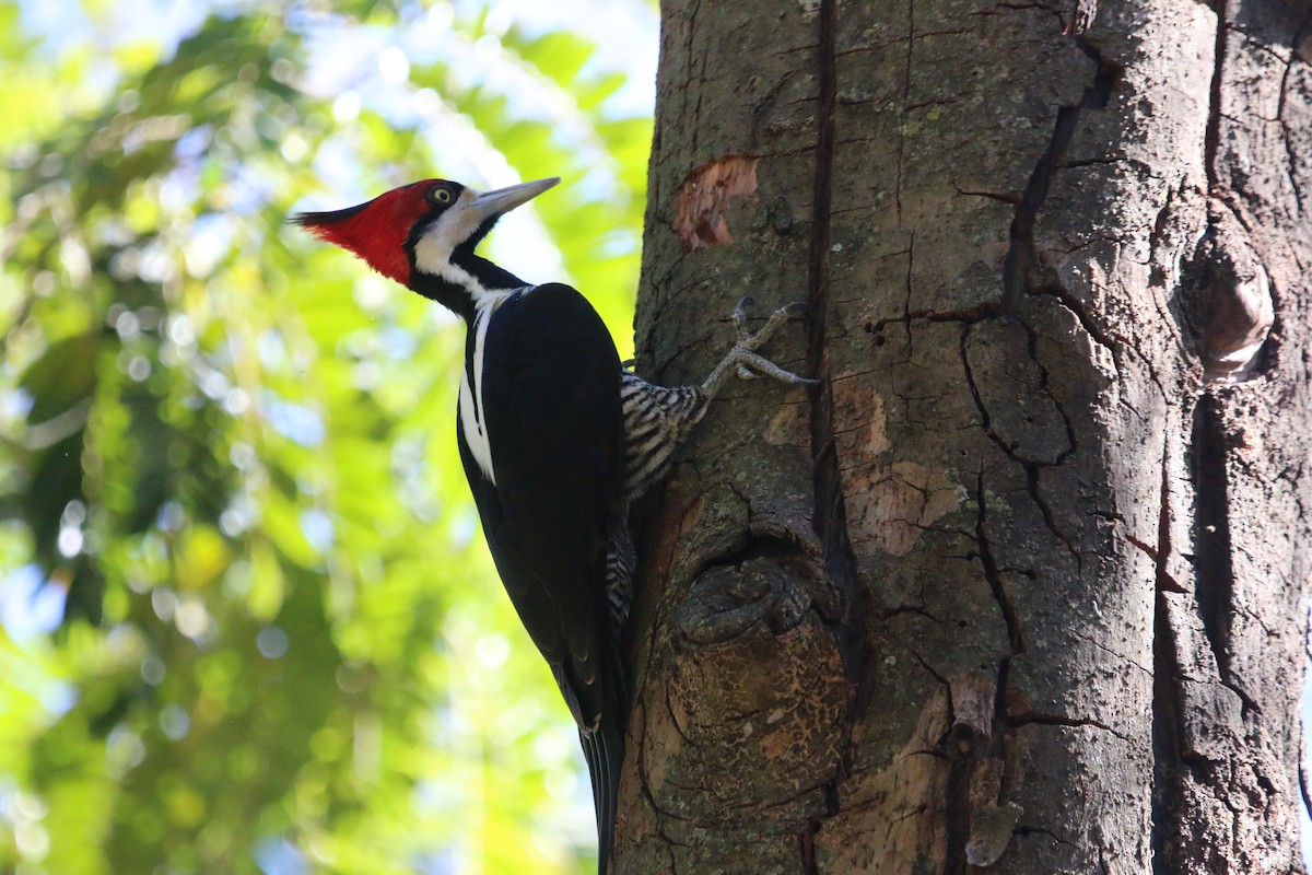 Crimson-crested Woodpecker - ML620769631