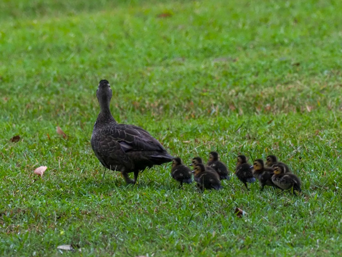 Pacific Black Duck - ML620769632