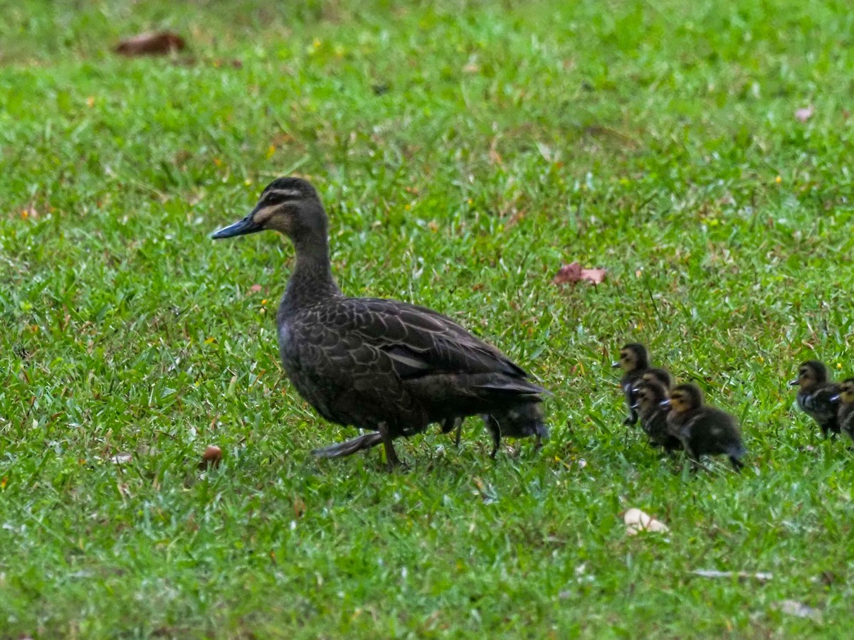 Pacific Black Duck - ML620769635