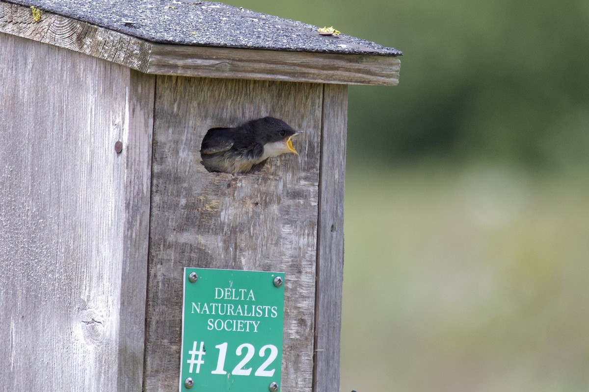 Tree Swallow - ML620769645