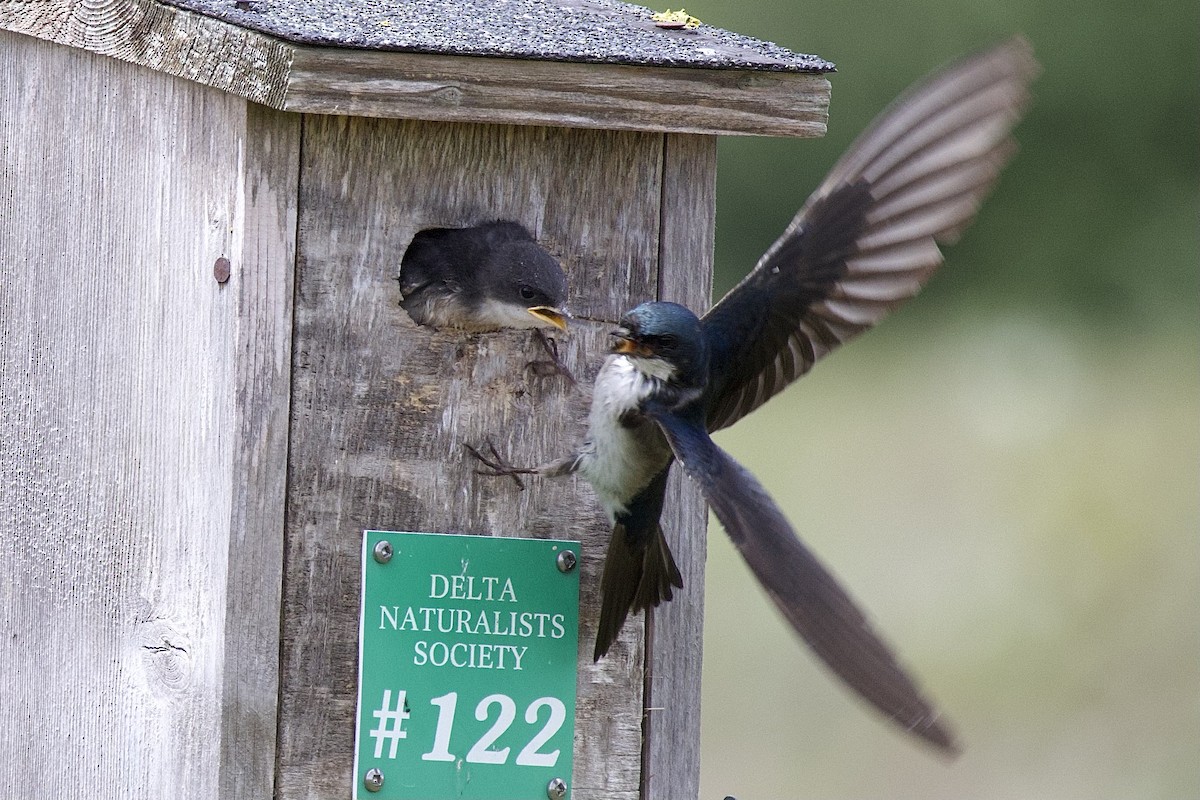 Tree Swallow - ML620769647