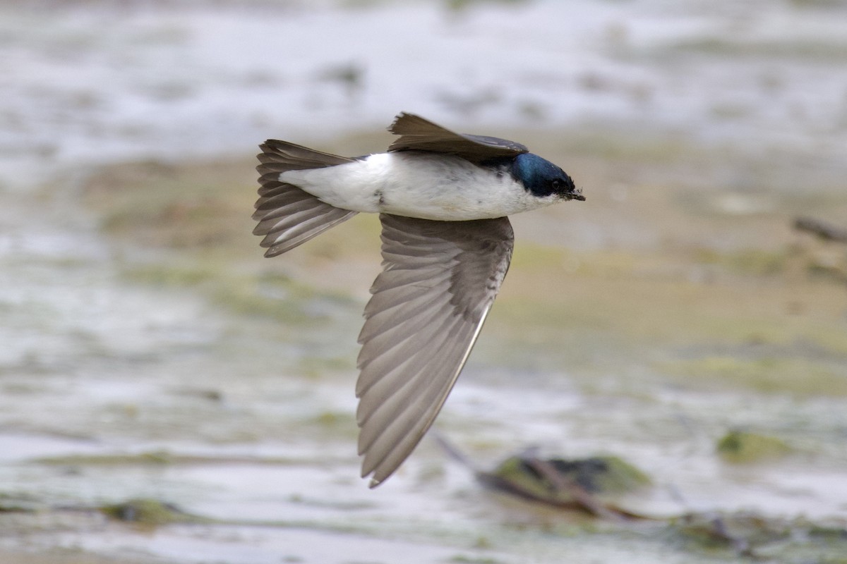 Tree Swallow - ML620769648