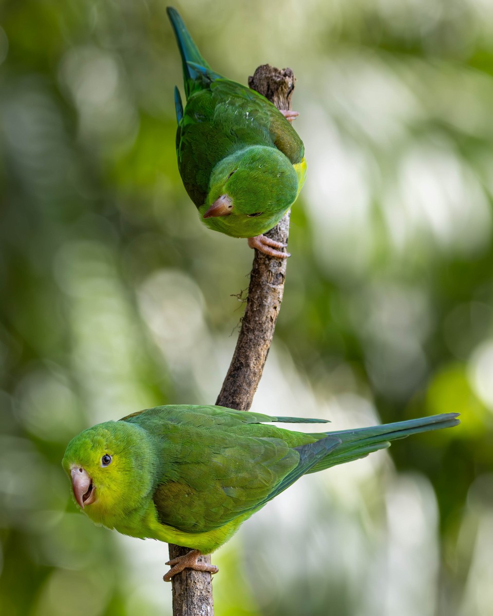 Plain Parakeet - ML620769653