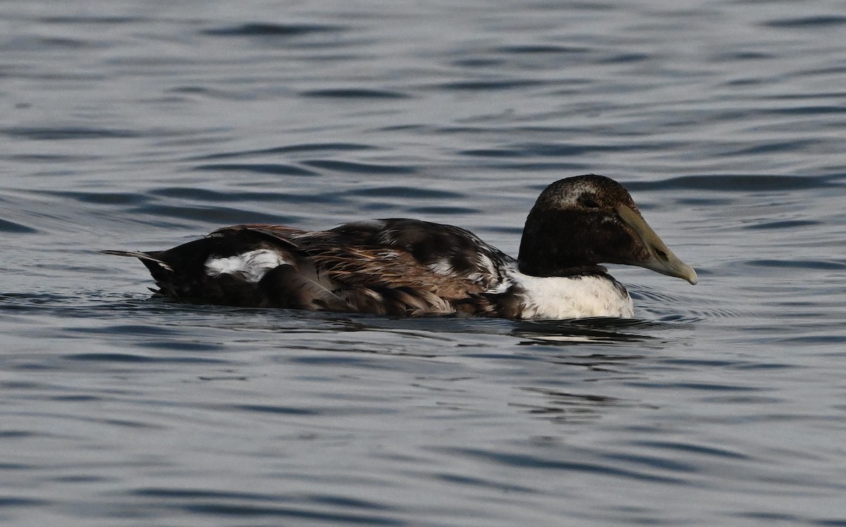 Common Eider - ML620769657