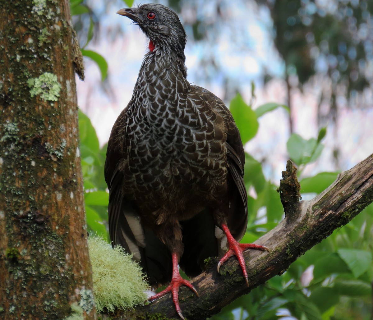 Andean Guan - ML620769661