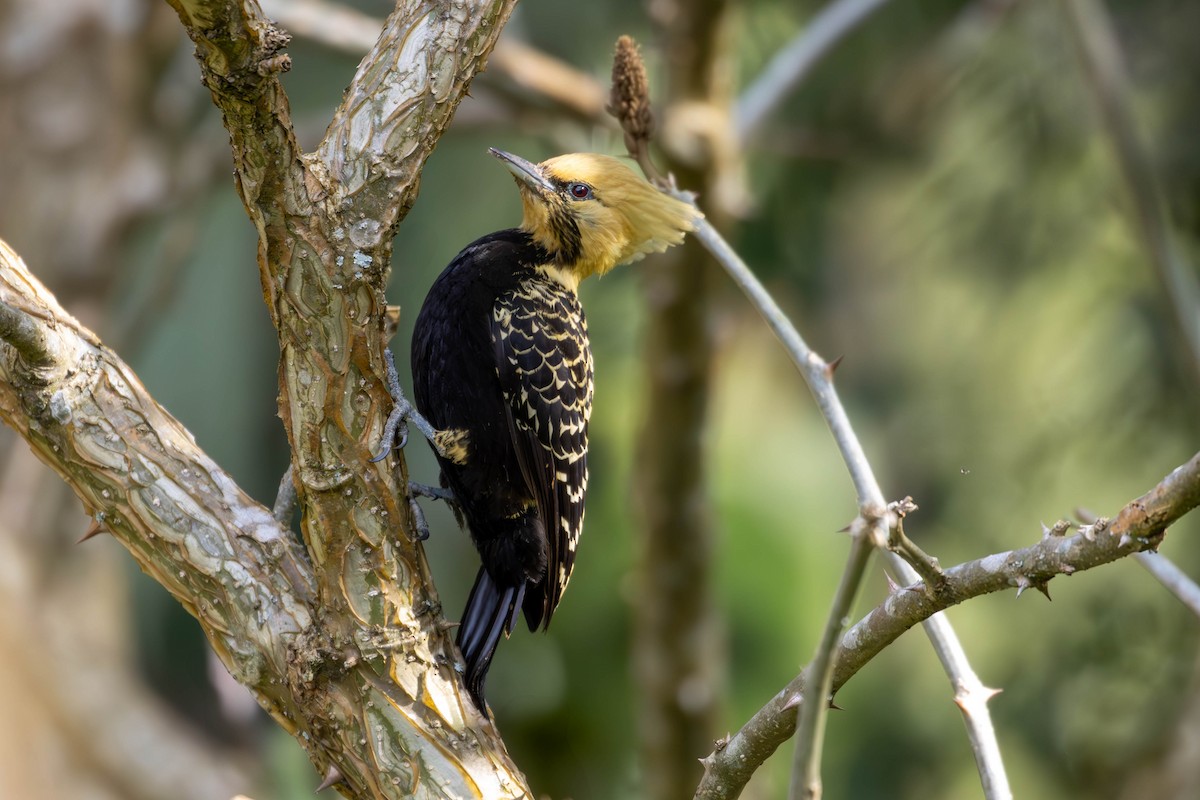 Blond-crested Woodpecker - ML620769664