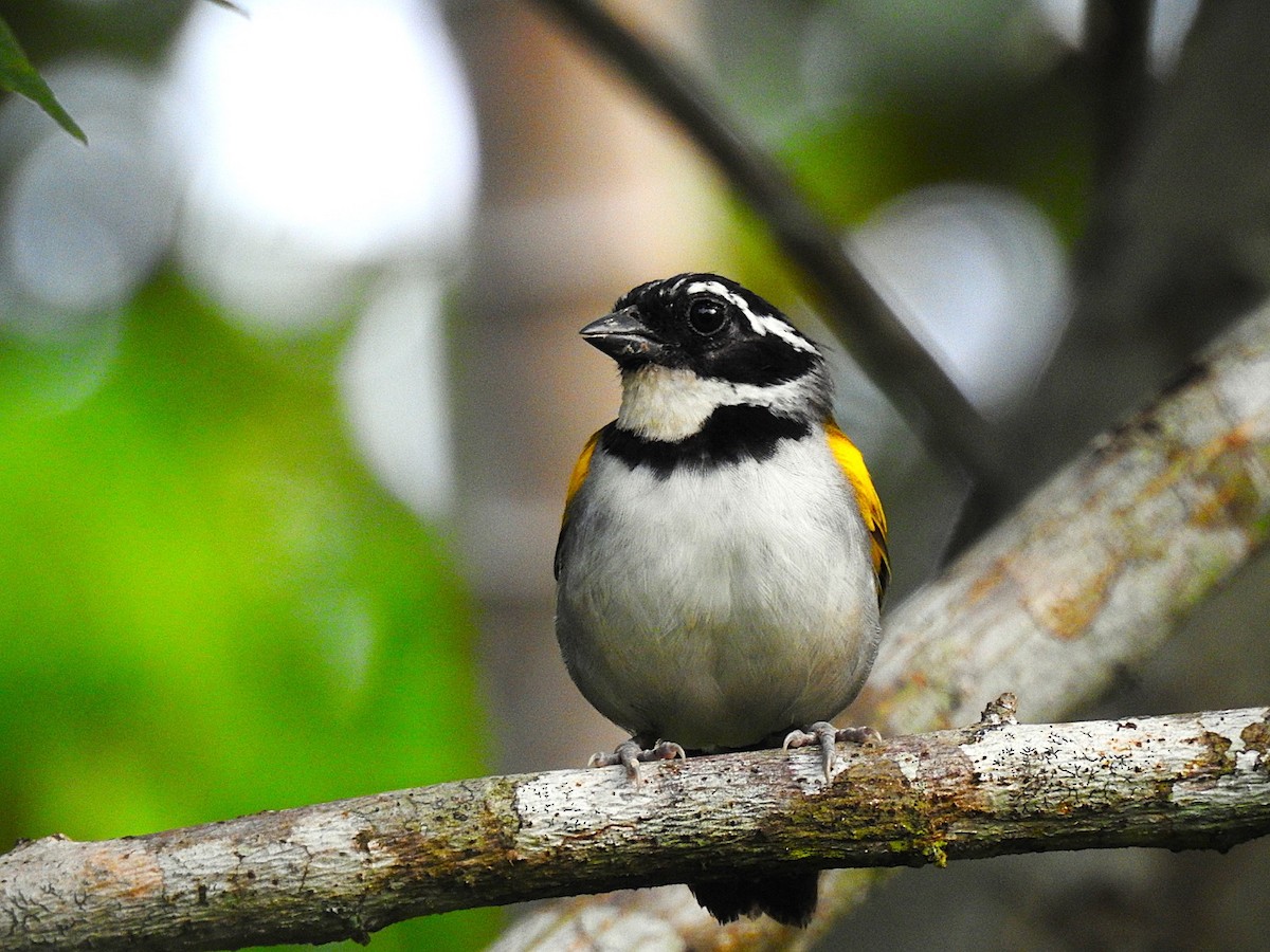 Pectoral Sparrow - ML620769671