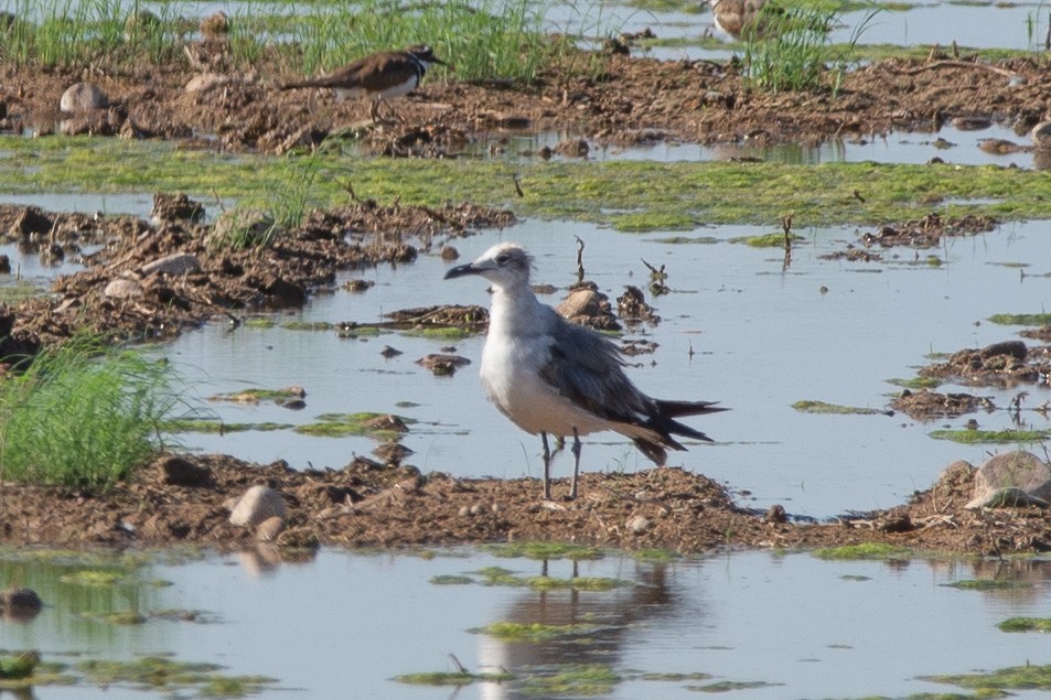 Gaviota Guanaguanare - ML620769681