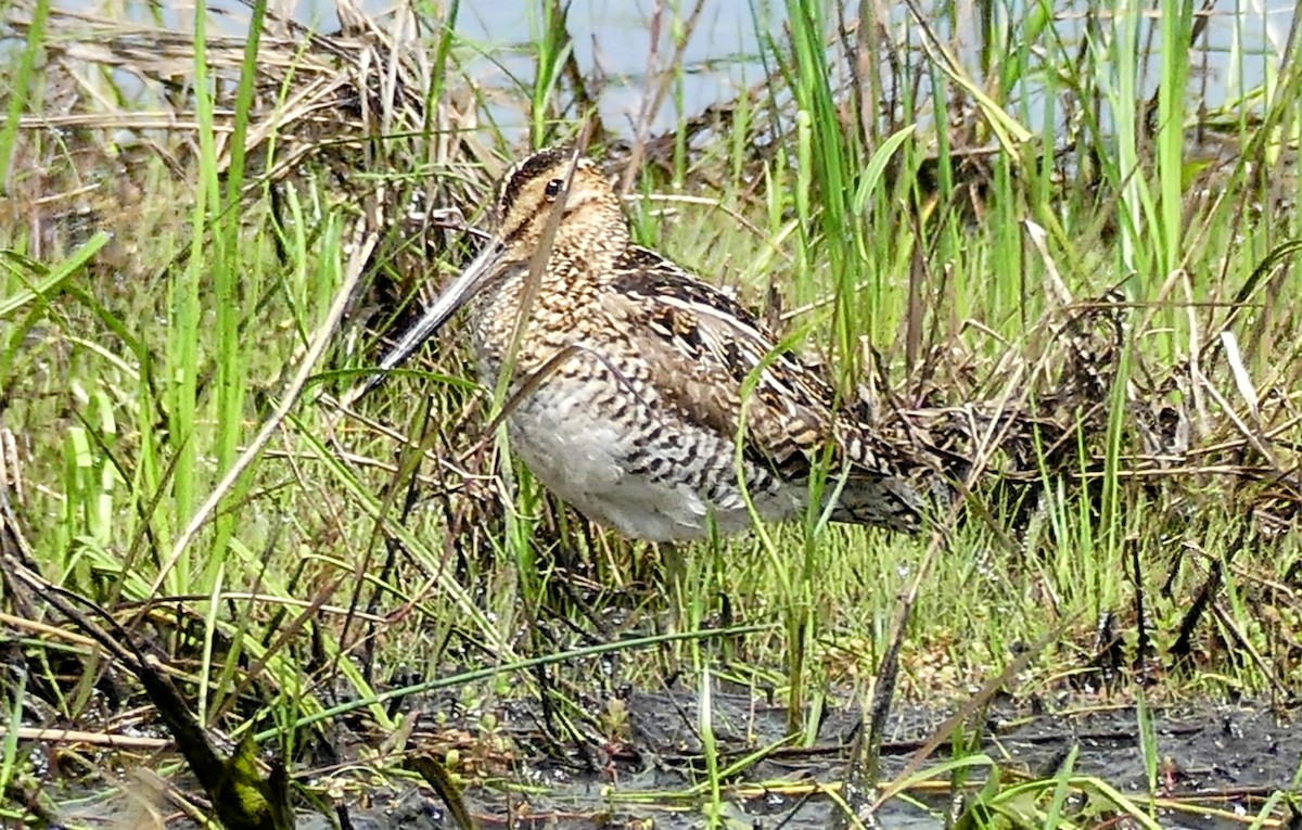 Wilson's Snipe - ML620769691