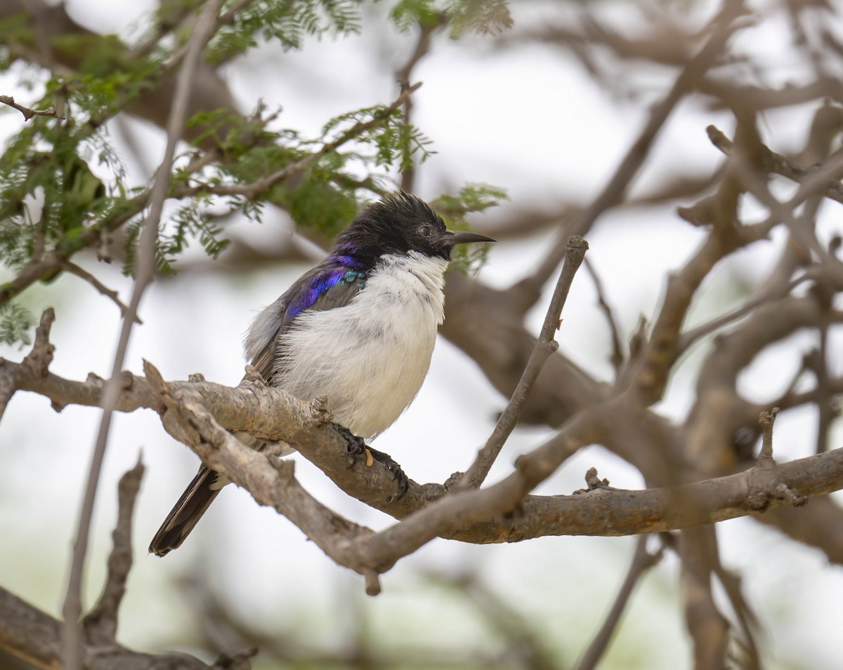 Eastern Violet-backed Sunbird - ML620769693