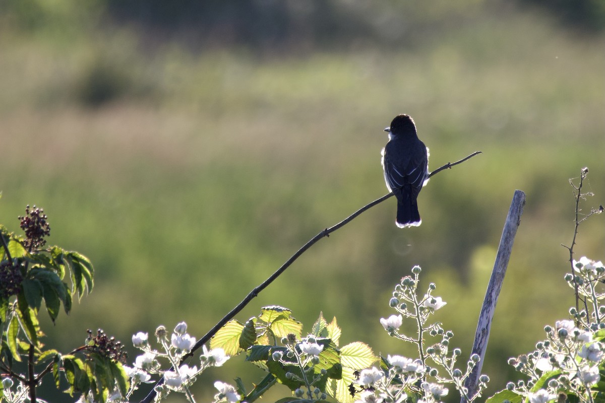 Eastern Kingbird - ML620769700