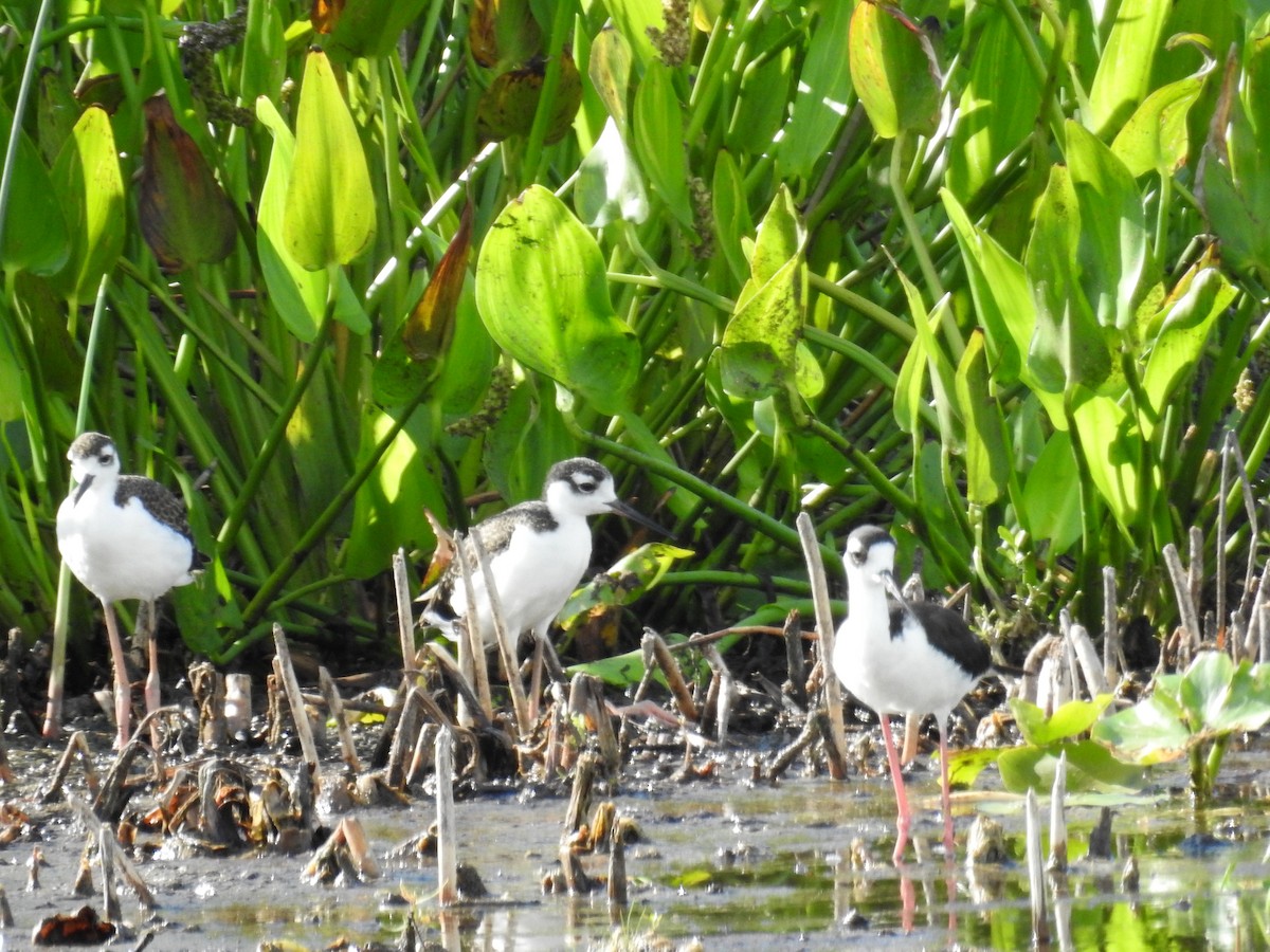 Black-necked Stilt - ML620769701