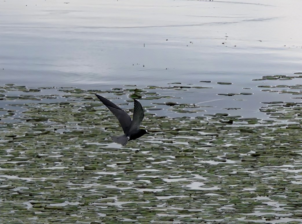 Black Tern - ML620769705