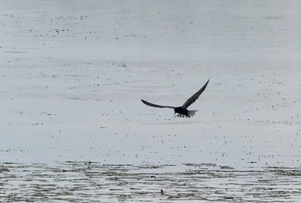 Black Tern - ML620769708