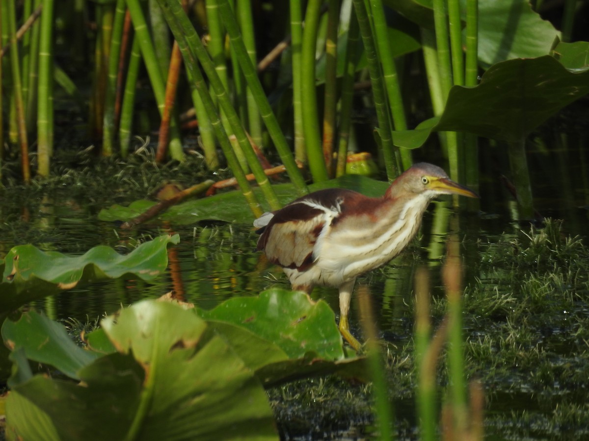 Least Bittern - ML620769711