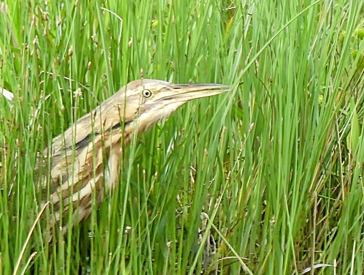 American Bittern - ML620769716