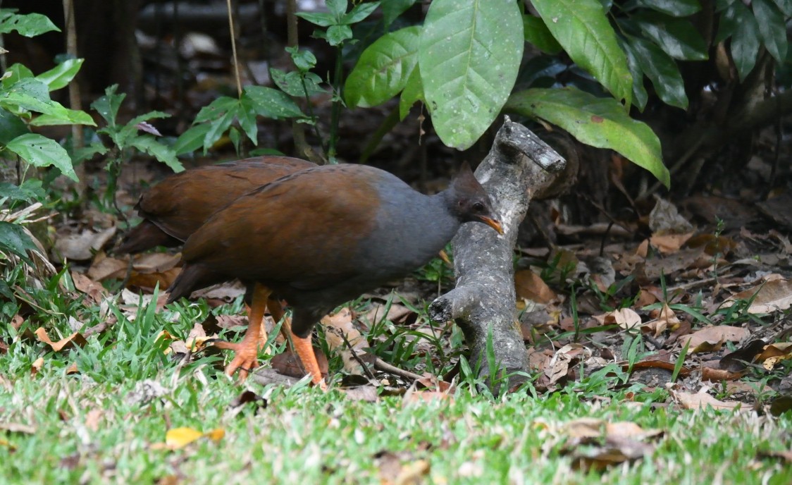 Rotbein-Großfußhuhn - ML620769718