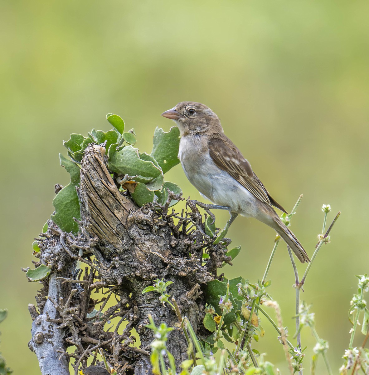 Yellow-spotted Bush Sparrow - ML620769720