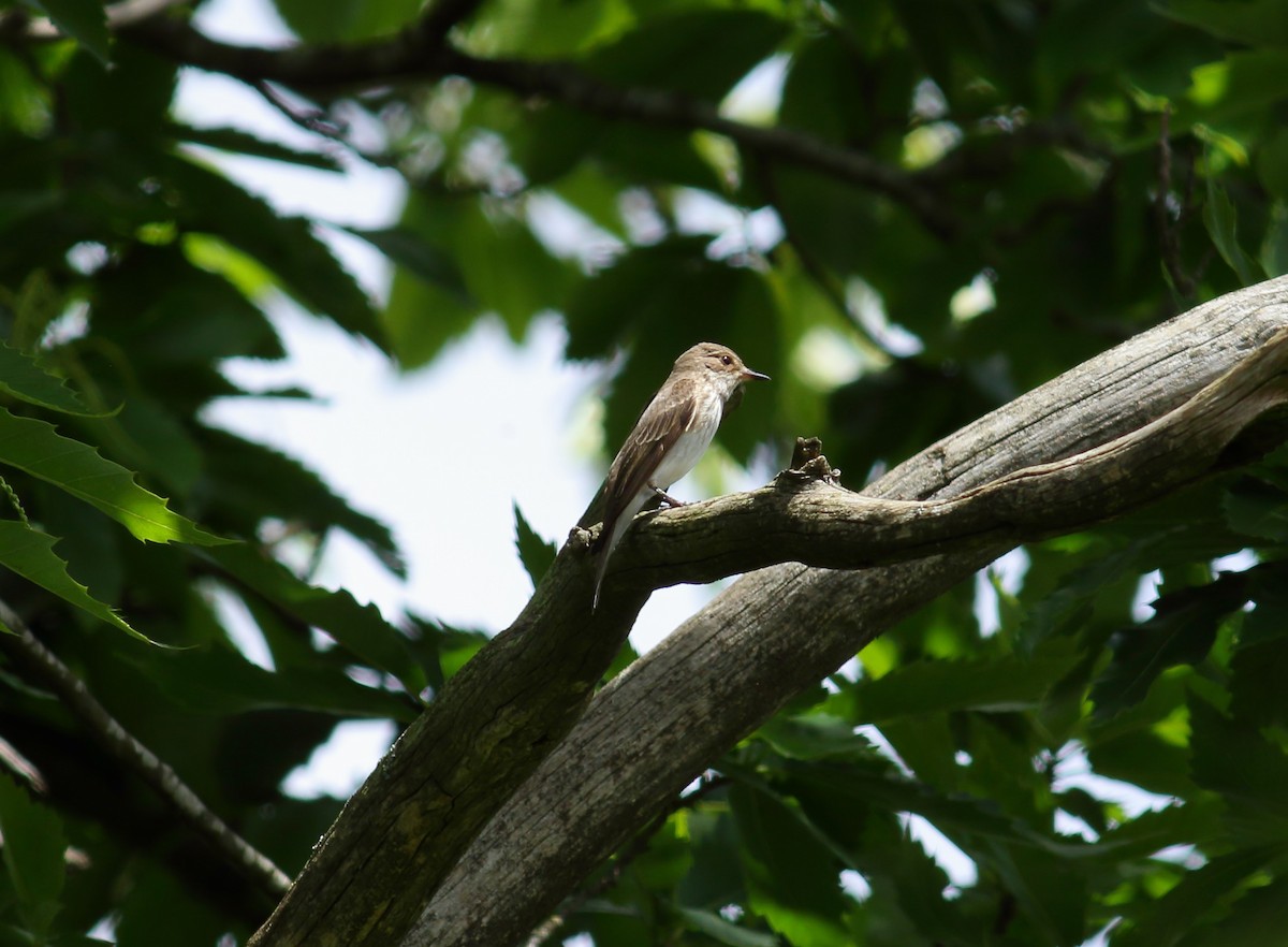 Spotted Flycatcher - ML620769722