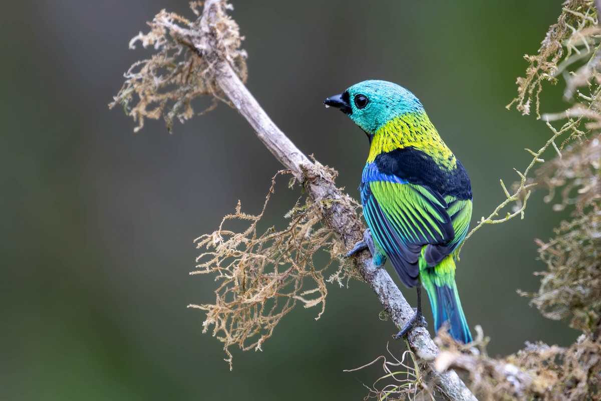 Green-headed Tanager - ML620769725