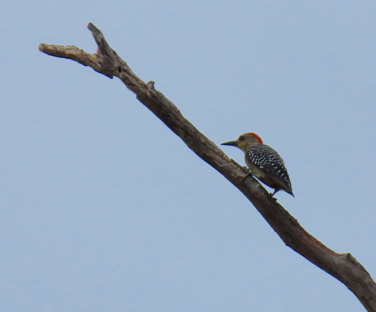 Red-crowned Woodpecker - Hannah Floyd