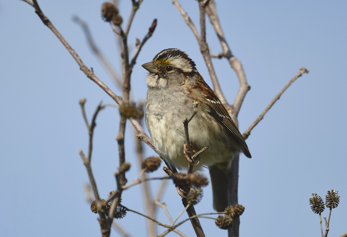White-throated Sparrow - ML620769729