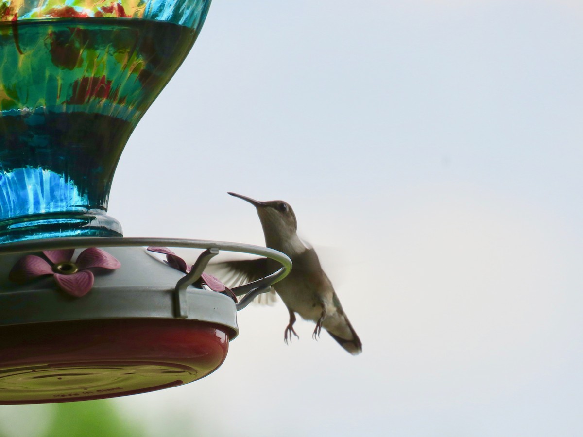 Colibri à gorge rubis - ML620769730