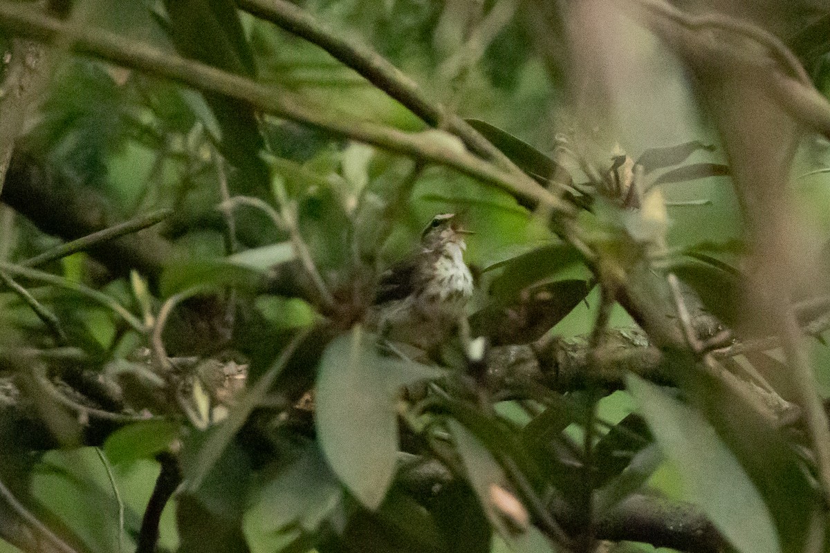 Louisiana Waterthrush - ML620769731