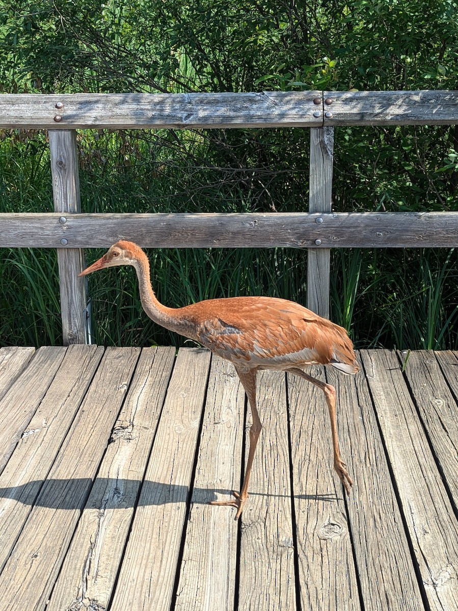 jeřáb kanadský - ML620769737