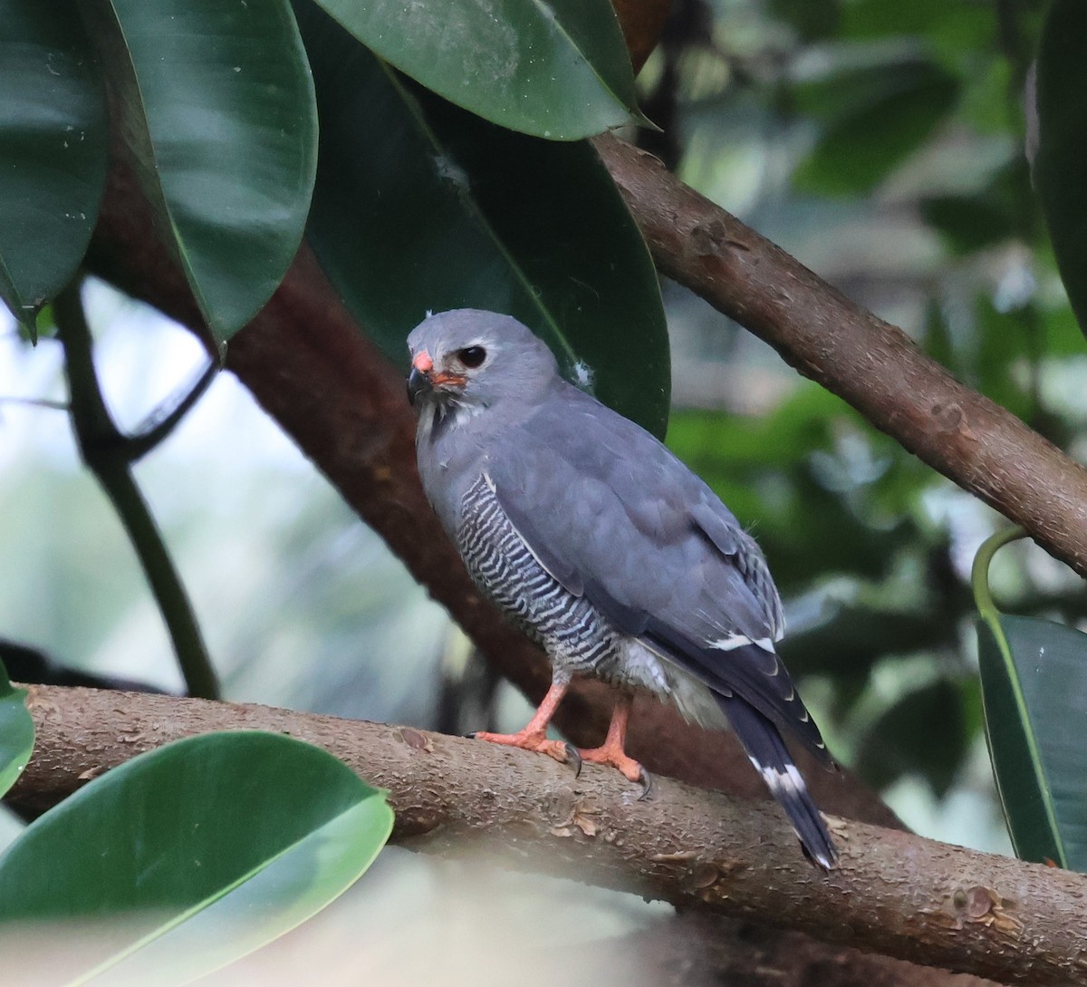 Lizard Buzzard - ML620769739