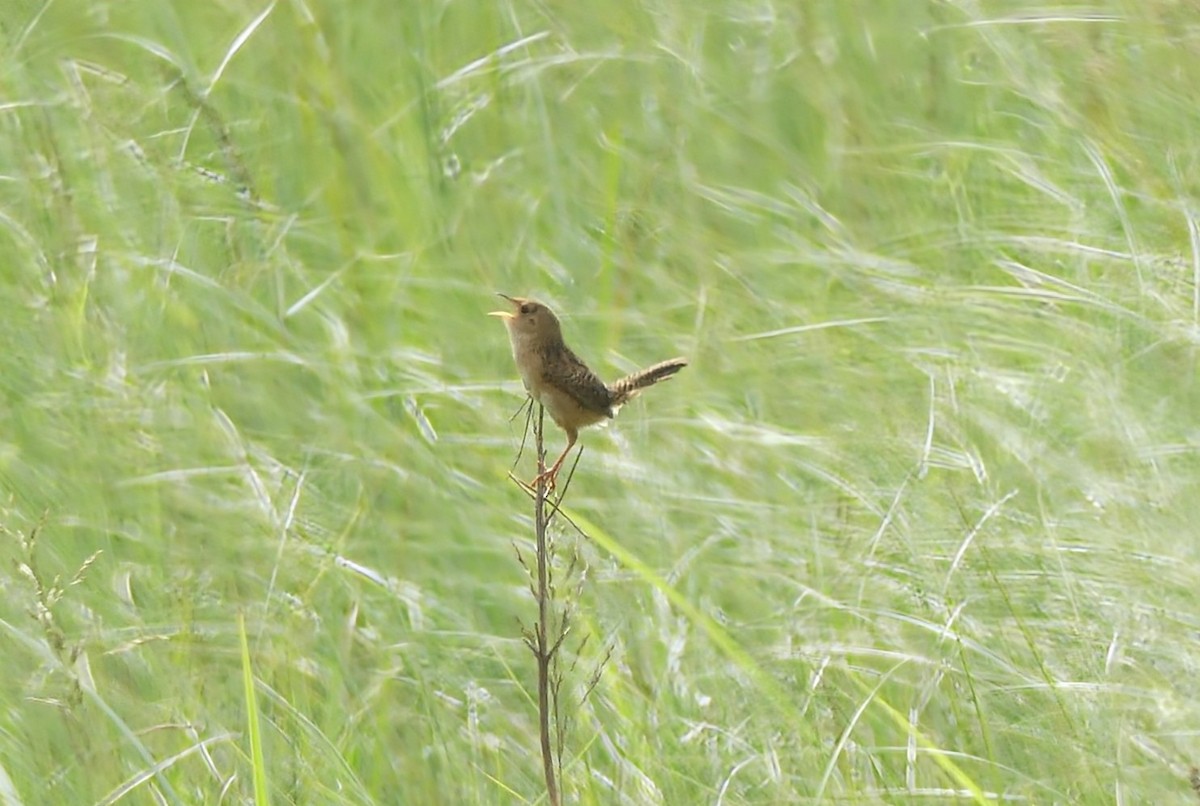 Sedge Wren - ML620769740