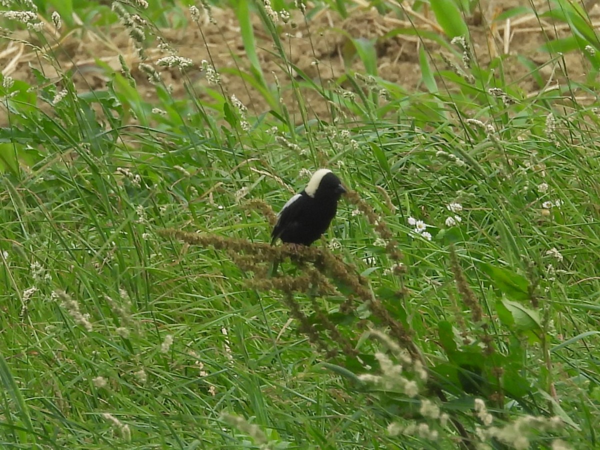 Bobolink - ML620769741