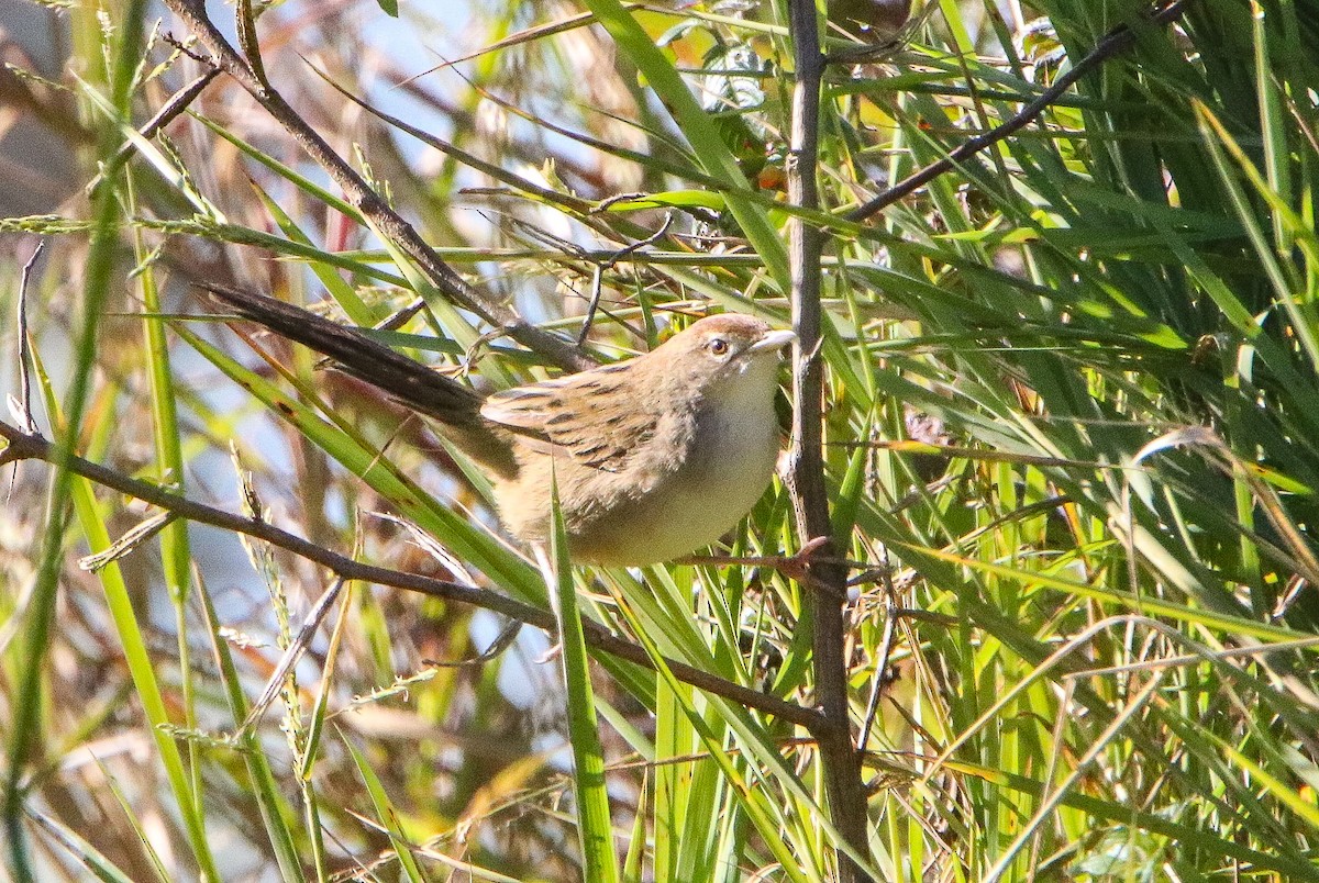 Tawny Grassbird - ML620769743