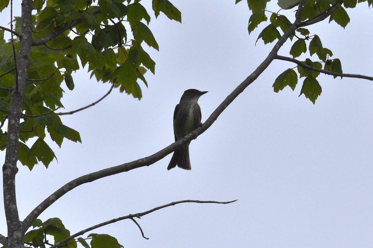 Olive-sided Flycatcher - Devin Johnstone