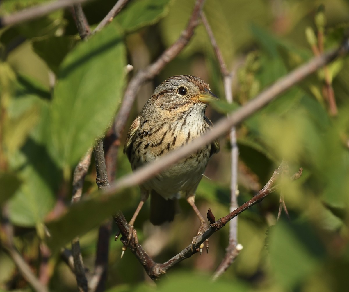 Lincoln's Sparrow - ML620769746