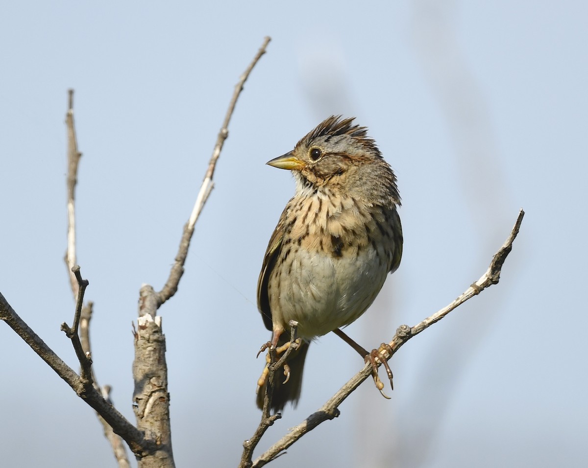 Lincoln's Sparrow - ML620769748