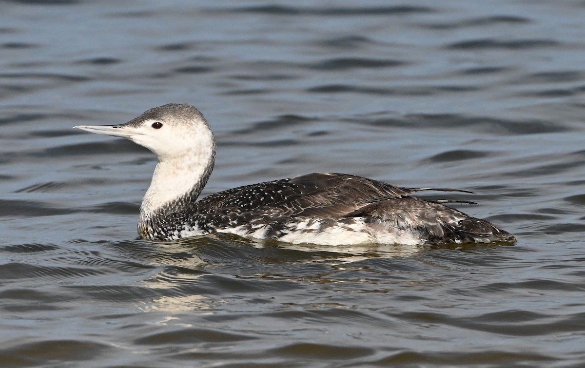 Red-throated Loon - ML620769749