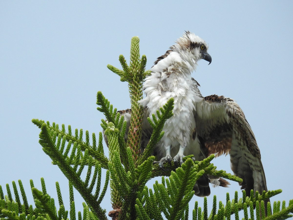 Osprey - ML620769753